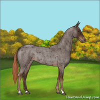 Horse Color:Liver Red Roan Rabicano 