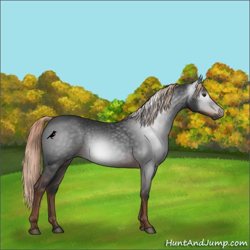 Horse Color:Gray Liver Chestnut Rabicano 