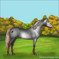 Horse Color:Gray Liver Chestnut Rabicano 