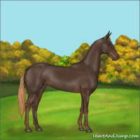 Horse Color:Liver Chestnut Rabicano