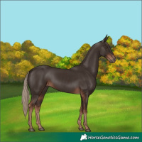 Horse Color:Liver Chestnut Rabicano 