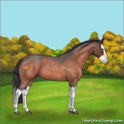 Horse Color:Brown Roan Splash 