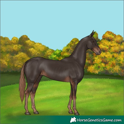 Horse Color:Liver Chestnut Rabicano 