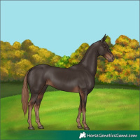 Horse Color:Liver Chestnut Rabicano 