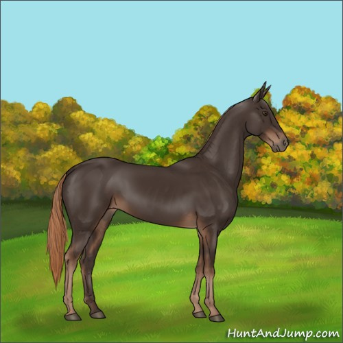 Horse Color:Liver Chestnut Rabicano