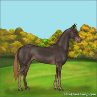 Horse Color:Liver Chestnut Rabicano
