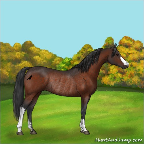 Horse Color:Brown Rabicano