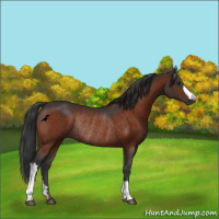 Horse Color:Brown Rabicano 