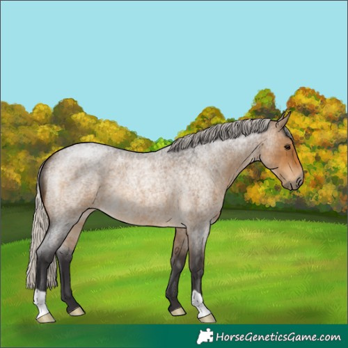 Horse Color:Silver Buckskin Roan 