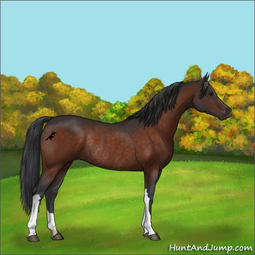 Horse Color:Brown Rabicano