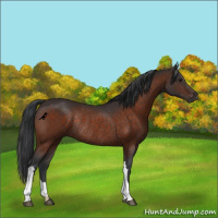 Horse Color:Brown Rabicano 
