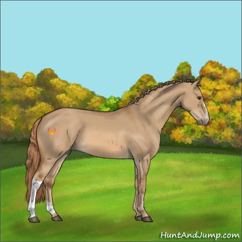 Horse Color:Red Dun 