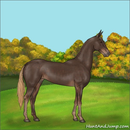 Horse Color:Liver Chestnut Rabicano 