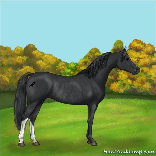 Horse Color:Black Rabicano 