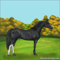 Horse Color:Black Rabicano 