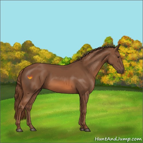 Horse Color:Chestnut 