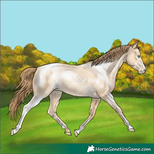 Horse Color:Buckskin Roan Pearl Sabino 