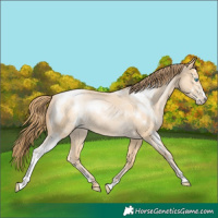 Horse Color:Buckskin Roan Pearl Sabino