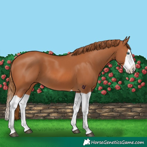 Horse Color:Chestnut Splash 