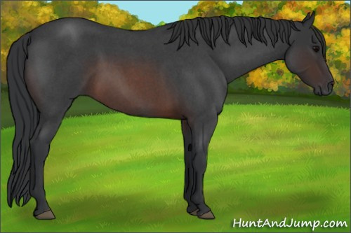 Horse Color:Brown Roan
