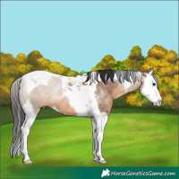 Horse Color:Brown Dun Splash Tobiano Rabicano