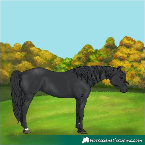 Horse Color:Black 