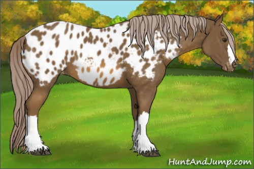 Horse Color:Chocolate Palomino Appaloosa 