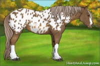 Horse Color:Chocolate Palomino Appaloosa 