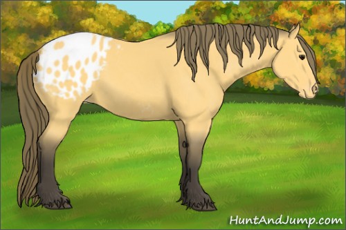 Horse Color:Buckskin Blanket