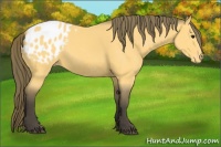 Horse Color:Buckskin Blanket 