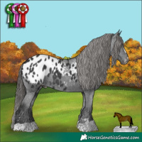 Horse Color:Black Appaloosa Rabicano 