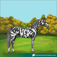 Horse Color:Black Appaloosa