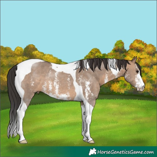 Horse Color:Brown Dun Sabino Tobiano 