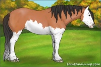 Horse Color:Bay Splash 