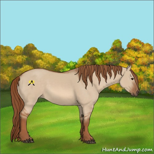 Horse Color:Red Dun 