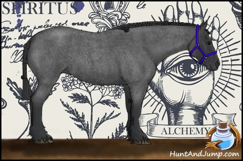 Horse Color:Blue Roan 