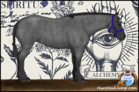 Horse Color:Blue Roan 