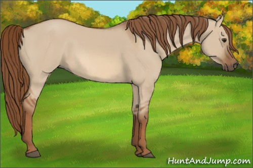 Horse Color:Red Dun 