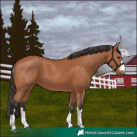 Horse Color:Bay 