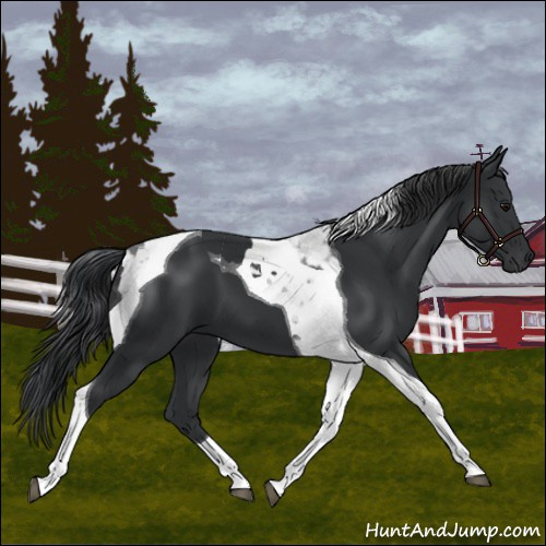 Horse Color:Black Tobiano 