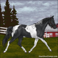 Horse Color:Black Tobiano 