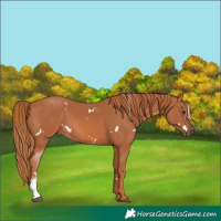 Horse Color:White Spotted Chestnut Sabino