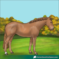 Horse Color:Chestnut 