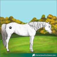Horse Color:Bay Sabino 