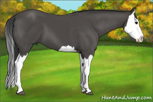Horse Color:Black Splash