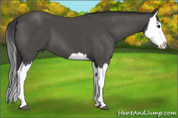 Horse Color:Black Splash 