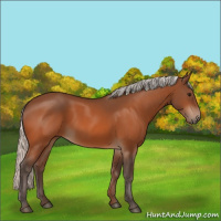 Horse Color:Silver Bay 