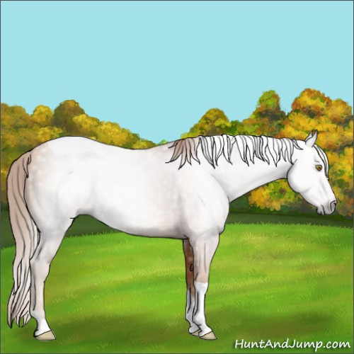 Horse Color:Gray Gold Champagne Tobiano 