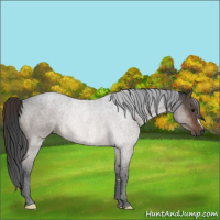 Horse Color:Brown Dun Rabicano 