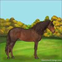 Horse Color:Liver Chestnut 